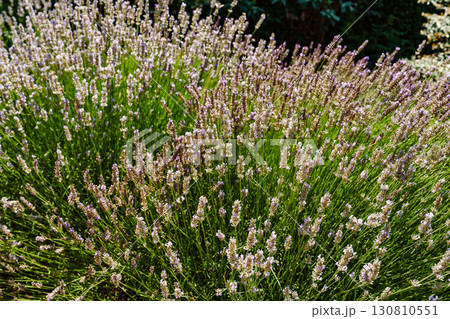 Vibrant lavender field in full bloom during sunny summer day in a serene garden setting 130810551