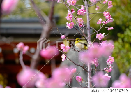 長岡京梅園の紅梅とメジロ 長岡京梅園の紅梅とメジロ 130810749
