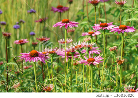 Blooming pink coneflowers echinacea in summer garden with soft green background and vibrant petals 130810820
