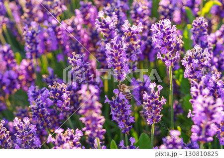 Lavender blossoms glowing in soft evening sunlight during peak summer bloom in a fragrant garden 130810825