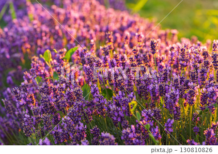 Lavender blossoms glowing in soft evening sunlight during peak summer bloom in a fragrant garden Lavender blossoms glowing in soft evening sunlight during peak summer bloom in a fragrant garden 130810826
