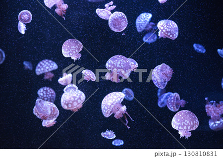 Group of Mastigias papua or spotted lagoon jellyfish swim gracefully in deep blue water of aquarium Group of Mastigias papua or spotted lagoon jellyfish swim gracefully in deep blue water of aquarium 130810831