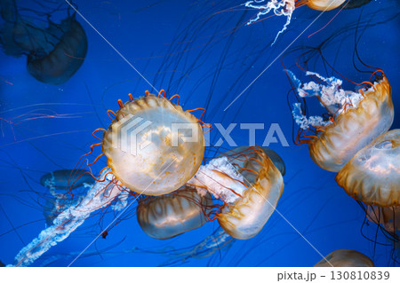 Group of Chrysaora fuscescens or Pacific sea nettle jellyfish swim in deep blue water of aquarium Group of Chrysaora fuscescens or Pacific sea nettle jellyfish swim in deep blue water of aquarium 130810839