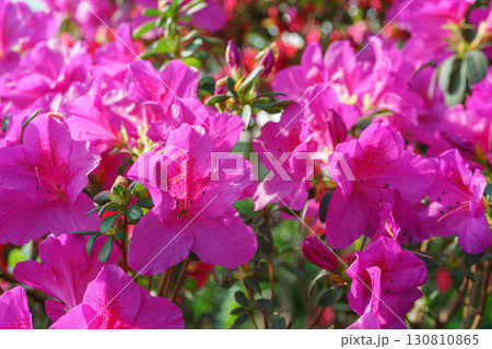 Blooming pink japan Azalea Ericaceae flowers, rhododendron flower macro, background 130810865