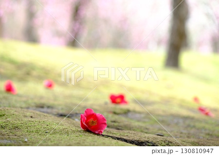苔の原に落ちた椿の花 苔の原に落ちた椿の花 130810947