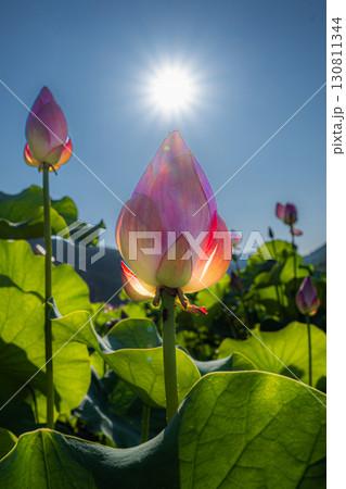 ハスの花 ハスの花 130811344