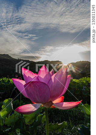 ハスの花 130811345