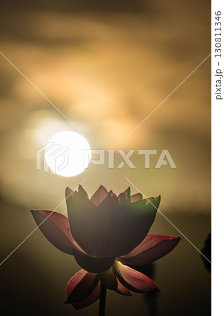 ハスの花 ハスの花 130811346