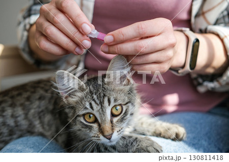 Close-up of person preparing to apply flea and tick repellent to tabby kitten who looks directly at camera, highlighting the trust and care between owner and pet Close-up of person preparing to apply flea and tick repellent to tabby kitten who looks directly at camera, highlighting the trust and care between owner and pet 130811418