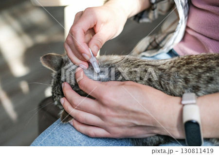 Woman applies flea and tick repellent to the back of a tabby cat's neck. Careful grooming and care for pet at home 130811419