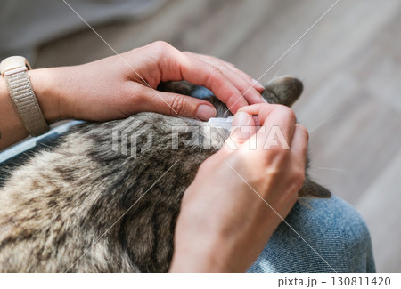 Close-up of hands applying spot-on topical treatment to tabby cat's neck, with focus on responsible pet care and preventative health Close-up of hands applying spot-on topical treatment to tabby cat's neck, with focus on responsible pet care and preventative health 130811420