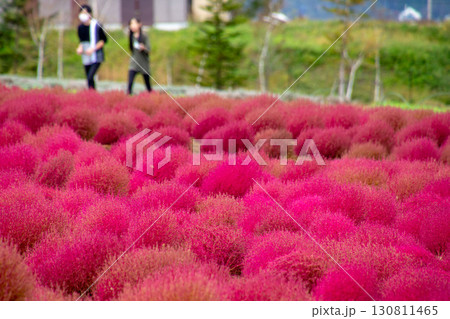 秋の紅葉したコキア 130811465