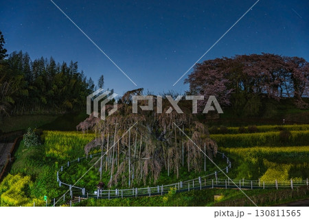 星空の下で優雅に咲く枝垂れ桜 130811565