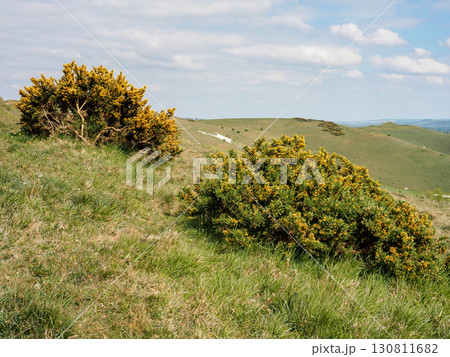 Looking through yellow gorse to Alton Barnes White Horse on Milk Hill, Wiltshire Looking through yellow gorse to Alton Barnes White Horse on Milk Hill, Wiltshire 130811682