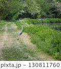Heron on the Kennet and Avon Canal, near Stanton St Bernard, Wiltshire Heron on the Kennet and Avon Canal, near Stanton St Bernard, Wiltshire 130811760