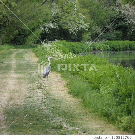 Heron on the Kennet and Avon Canal, near Stanton St Bernard, Wiltshire Heron on the Kennet and Avon Canal, near Stanton St Bernard, Wiltshire 130811760