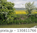 View across Kennet and Avon Canal to Alton Barnes White Horse, Wiltshire View across Kennet and Avon Canal to Alton Barnes White Horse, Wiltshire 130811766