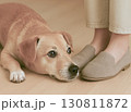 飼い主の足元にうつぶせになっているラブラドール 130811872