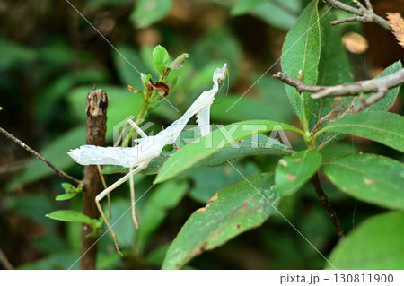 カマキリの抜け殻 130811900