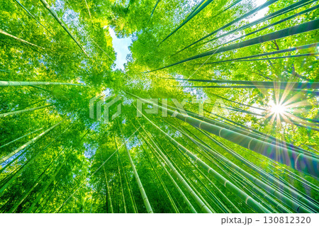 日本の横浜都市景観 緑色に染まる竹林と木漏れ日。強い夕方の日差し…猛烈な暑さ…＝8月6日 130812320