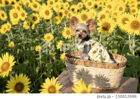 朝日を浴びた向日葵とヨークシャテリア 130812699