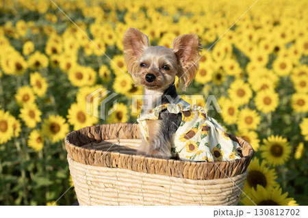 朝日を浴びた向日葵とヨークシャテリア 130812702