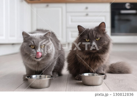 Cat Eating from Bowl. Two Cats Eat Food, Licking Tongue. Feline Feeding at Home Floor Background. British Cats Eating Meat, Meal, Looking up, Down. Front View. Pet Food Banner. Domestic Animals Food. Cat Eating from Bowl. Two Cats Eat Food, Licking Tongue. Feline Feeding at Home Floor Background. British Cats Eating Meat, Meal, Looking up, Down. Front View. Pet Food Banner. Domestic Animals Food. 130812836