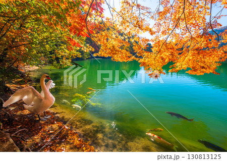 伊奈ヶ湖での紅葉と白鳥 【山梨県 南アルプス市】 伊奈ヶ湖での紅葉と白鳥 【山梨県 南アルプス市】 130813125