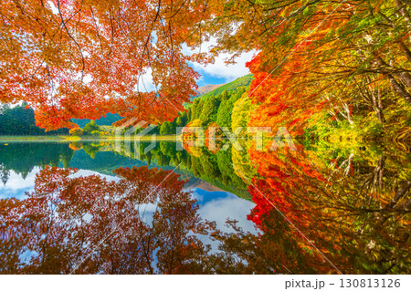 伊奈ヶ湖での紅葉と白鳥 【山梨県 南アルプス市】 伊奈ヶ湖での紅葉と白鳥 【山梨県 南アルプス市】 130813126
