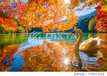 伊奈ヶ湖での紅葉と白鳥 【山梨県 南アルプス市】 伊奈ヶ湖での紅葉と白鳥 【山梨県 南アルプス市】 130813129