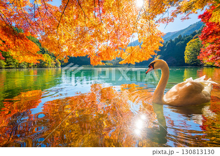 伊奈ヶ湖での紅葉と白鳥 【山梨県 南アルプス市】 伊奈ヶ湖での紅葉と白鳥 【山梨県 南アルプス市】 130813130
