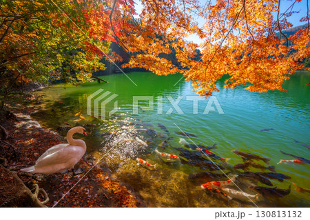 伊奈ヶ湖での紅葉と白鳥　【山梨県　南アルプス市】 130813132