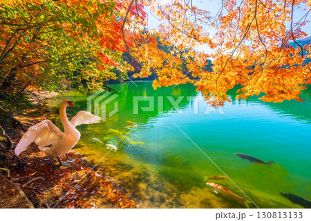 伊奈ヶ湖での紅葉と白鳥　【山梨県　南アルプス市】 130813133