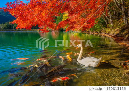 伊奈ヶ湖での紅葉と白鳥　【山梨県　南アルプス市】 130813136