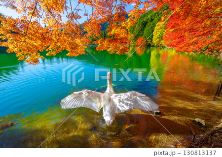 伊奈ヶ湖での紅葉と白鳥 【山梨県 南アルプス市】 伊奈ヶ湖での紅葉と白鳥 【山梨県 南アルプス市】 130813137