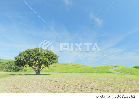 秋晴れのひたち海浜公園　色づき始めるコキア 130813562
