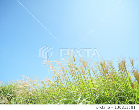 秋晴れのひたち海浜公園　青空とススキ 130813581