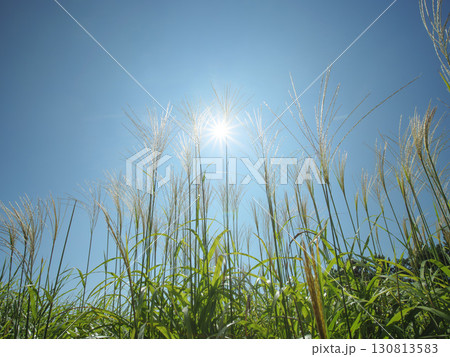 秋晴れのひたち海浜公園　青空とススキ 130813583