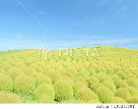 秋晴れのひたち海浜公園　色づき始めるコキア 130813591