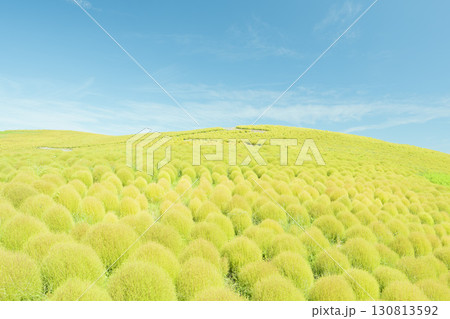 秋晴れのひたち海浜公園　色づき始めるコキア 130813592