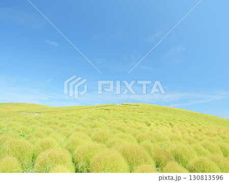 秋晴れのひたち海浜公園 色づき始めるコキア 秋晴れのひたち海浜公園 色づき始めるコキア 130813596