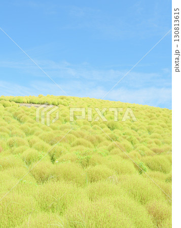 秋晴れのひたち海浜公園 色づき始めるコキア 秋晴れのひたち海浜公園 色づき始めるコキア 130813615