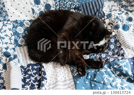 Black cat sleeping peacefully on a cozy blue and white patchwork blanket. The feline rests curled up, showing comfort and serenity 130813724
