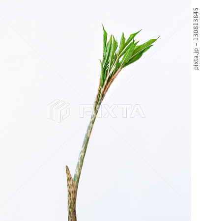 single tropical sprout of amorphophallus konjak gracefully from its stalk, fresh green leaves on white background, symbolizing purity, renewal, and beginning of growth, poster single tropical sprout of amorphophallus konjak gracefully from its stalk, fresh green leaves on white background, symbolizing purity, renewal, and beginning of growth, poster 130813845