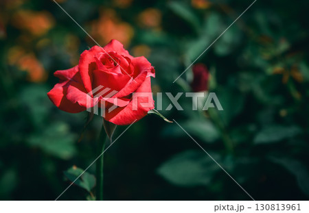 Elegant Red Rose Flower Symbol of Love and Romance 130813961