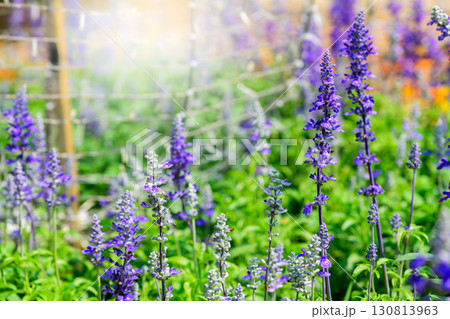 Salvia farinacea blooming in the garden. Beautiful violet flowers. flower background 130813963