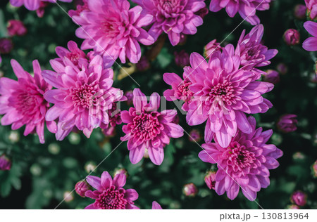 Fresh bright blooming pink chrysanthemums close up bushes planted in line in autumn garden outside in sunny day. 130813964