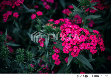 Dianthus barbatus or Sweet William. vivid red flower in garden, flower background Dianthus barbatus or Sweet William. vivid red flower in garden, flower background 130813966