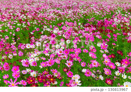 beautiful pink cosmos flowers in the farming area. flower field on winter season at Lop buri beautiful pink cosmos flowers in the farming area. flower field on winter season at Lop buri 130813967