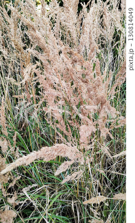 Common reed phragmites australis growing in the wild nature of czechia Trail of the Knight Common reed phragmites australis growing in the wild nature of czechia Trail of the Knight 130814049
